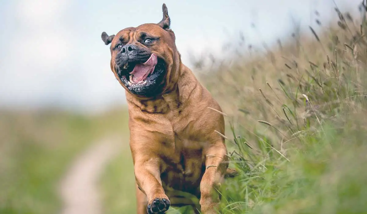 bullmastiff running with tongue out