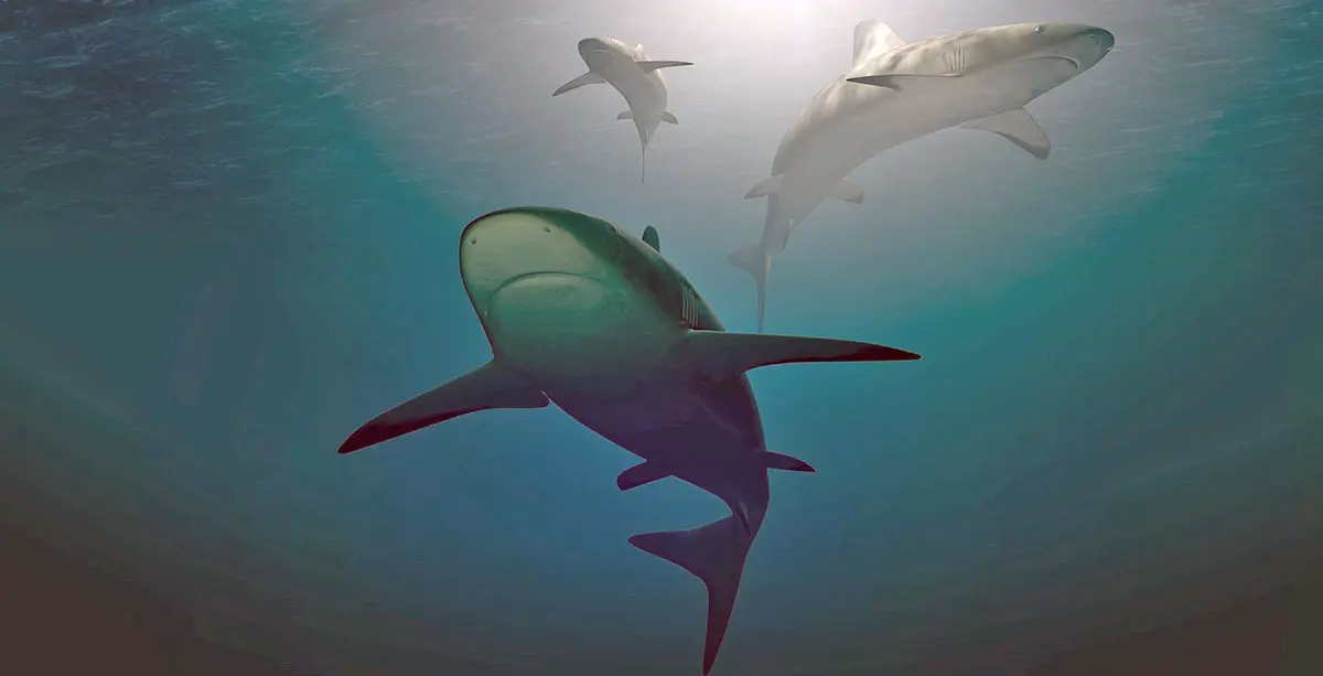 three sharks swimming deep water
