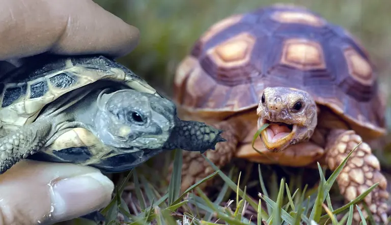 smallest tortoise species
