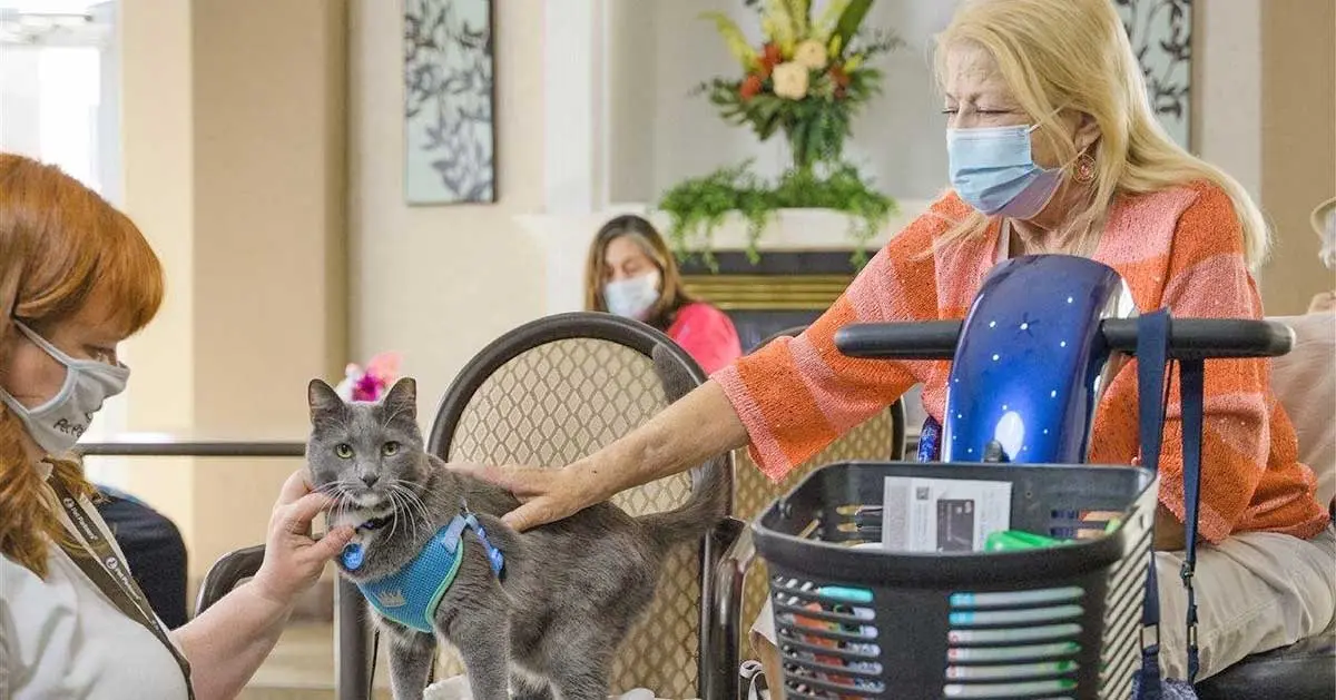therapy cat in nursing home