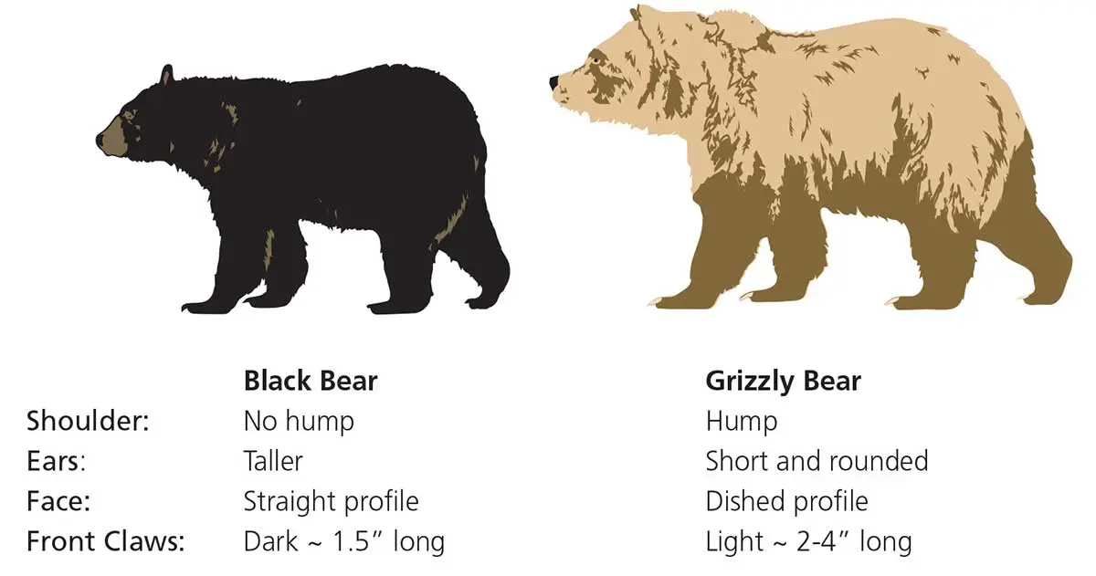 black bear vs grizzly bear comparison