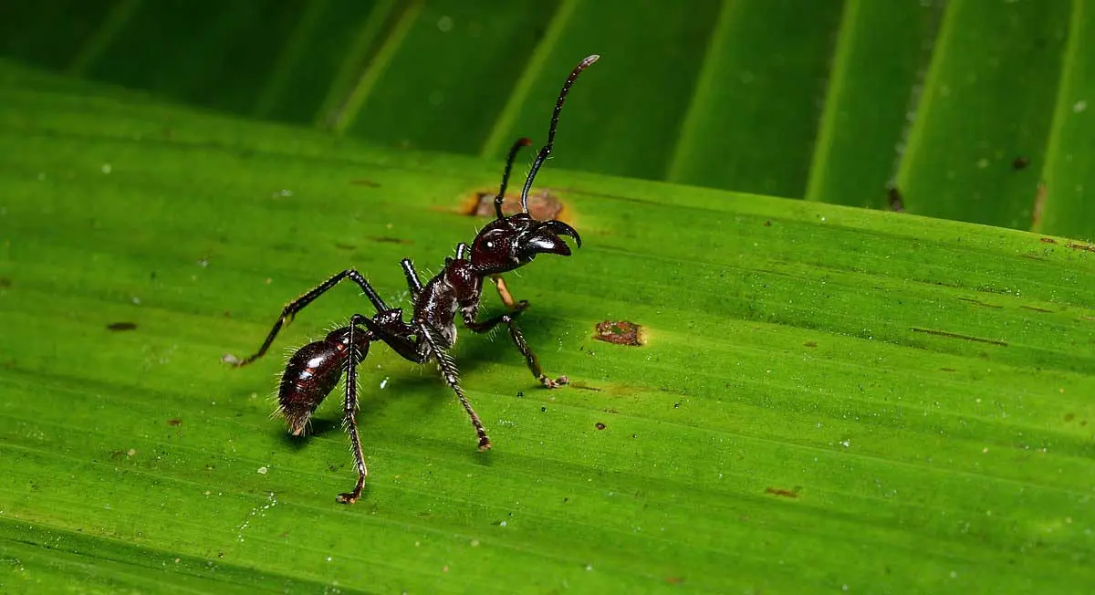 ant on leaf