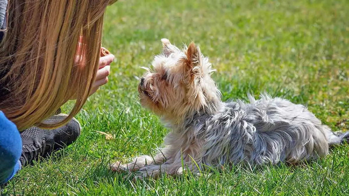 woman training yorkshire terrier on grass