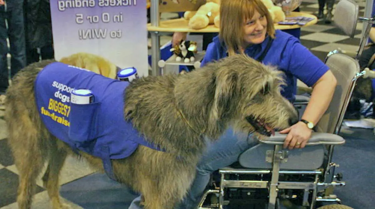 irish wolfhound support dog service dog diabled person