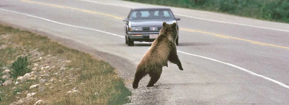 grizzly running at car
