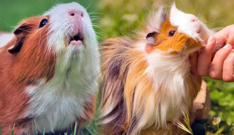 understanding guinea pig behavior
