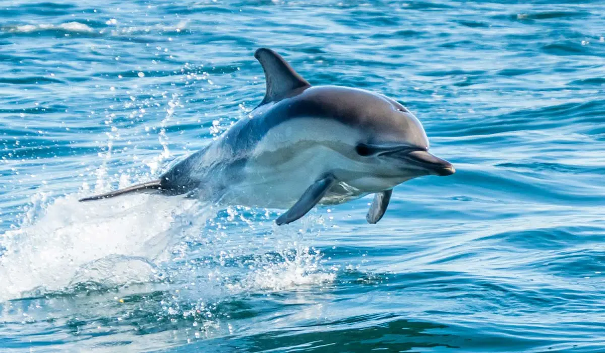 dolphin leaping through the water