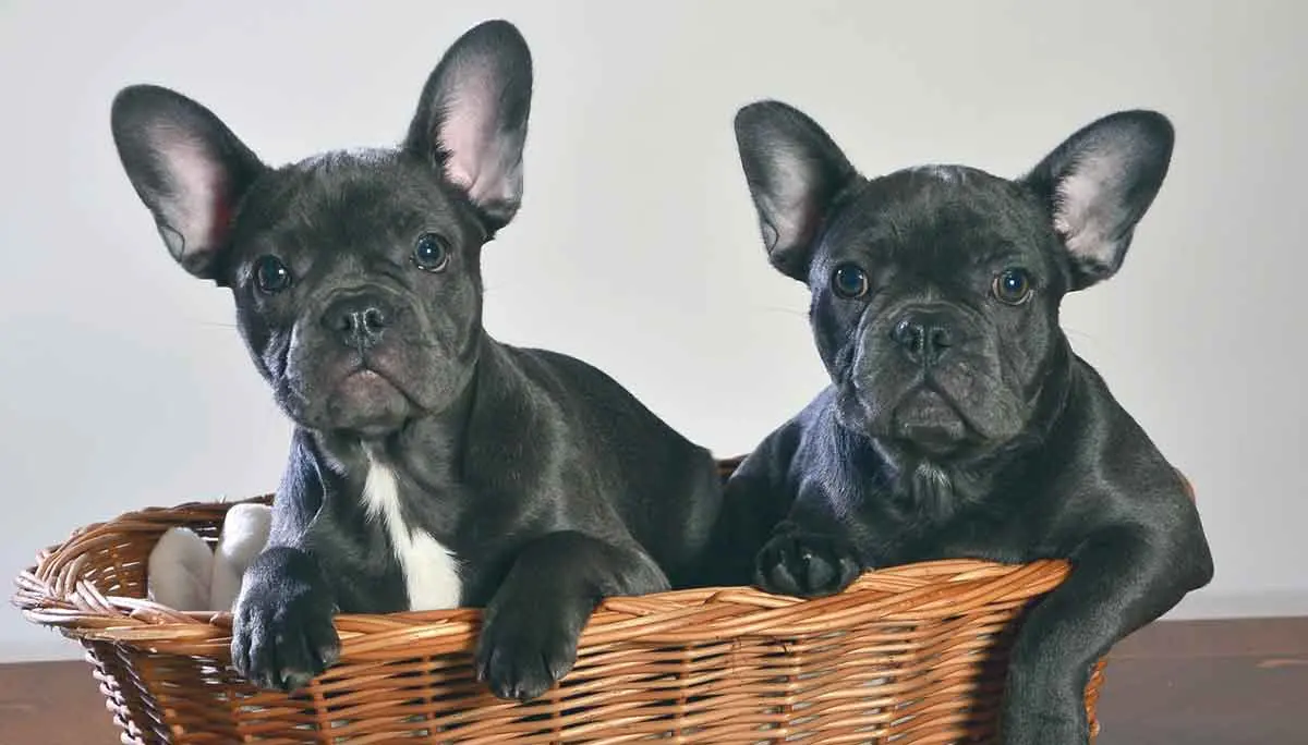 two black french bulldogs sitting in a basket