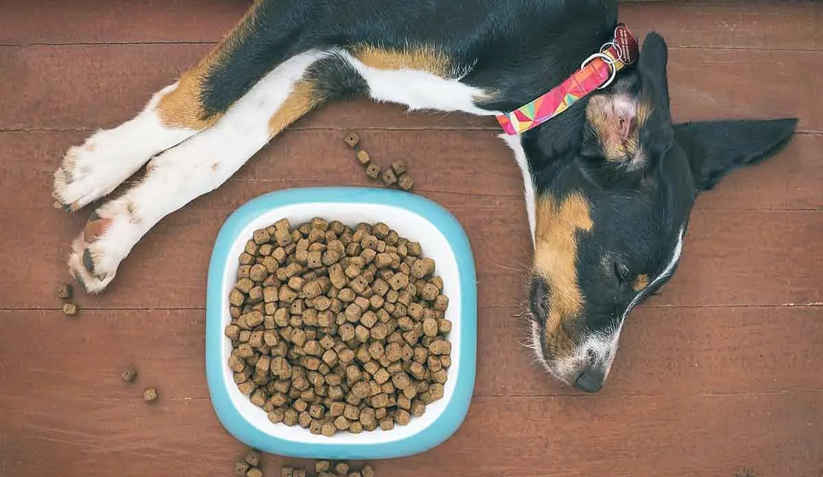 dog lying down next to food bowl with kibble