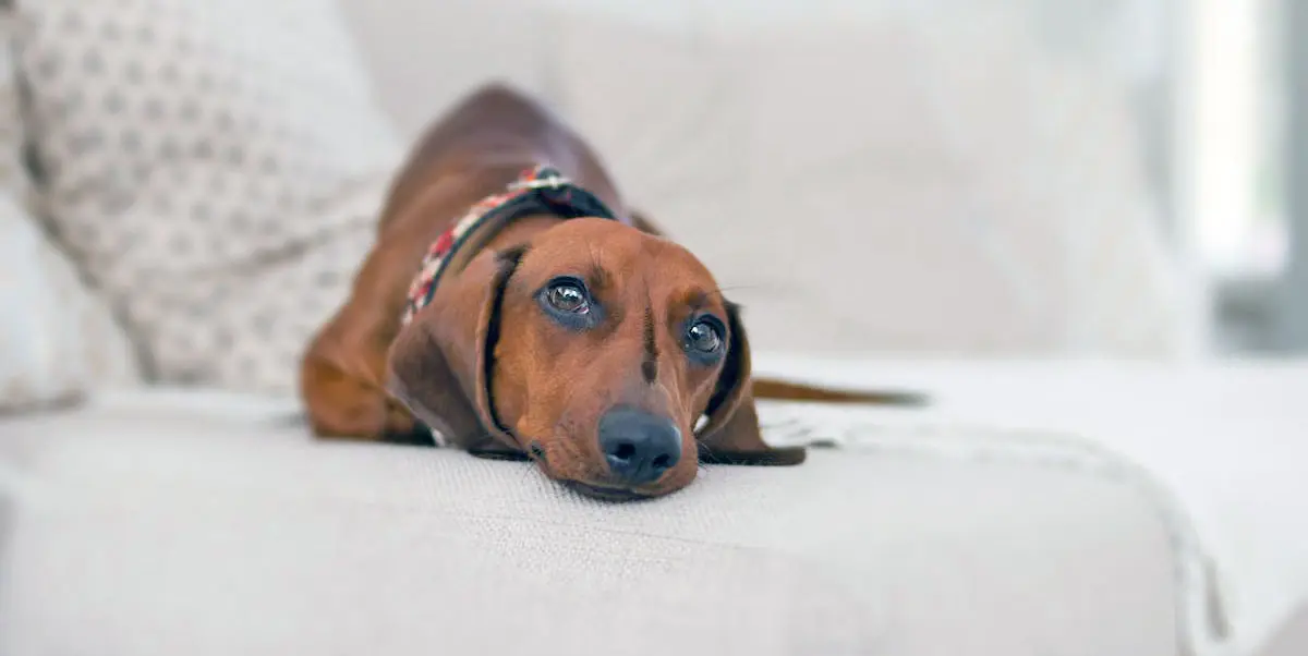 Brown Dachshund Lying on Couch