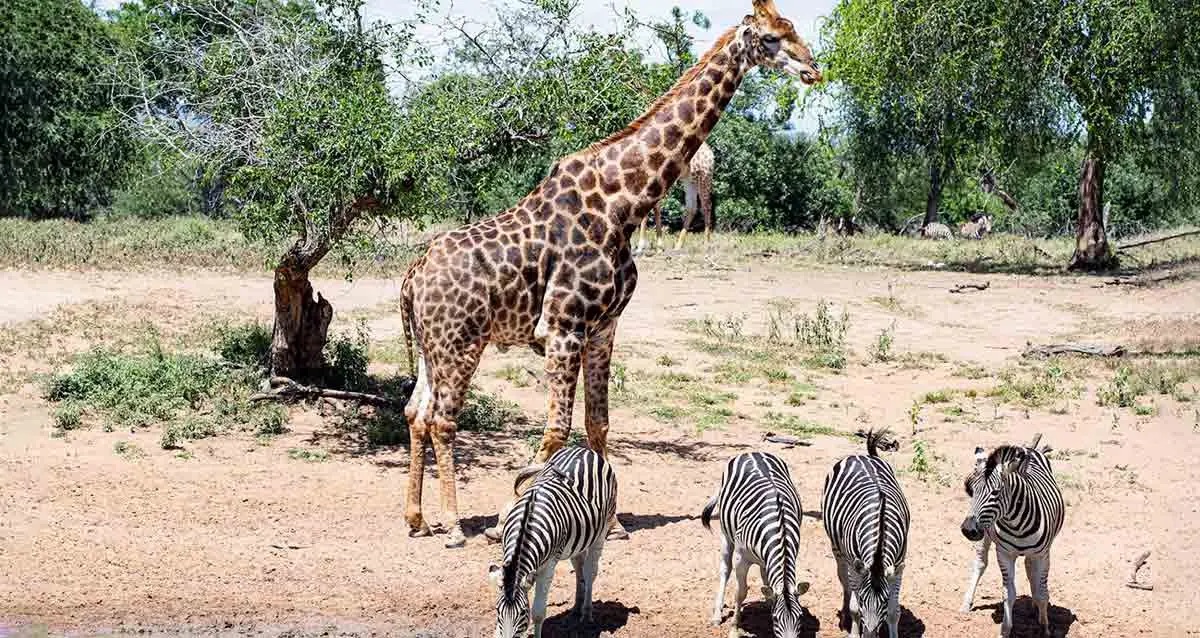 giraffe zebras