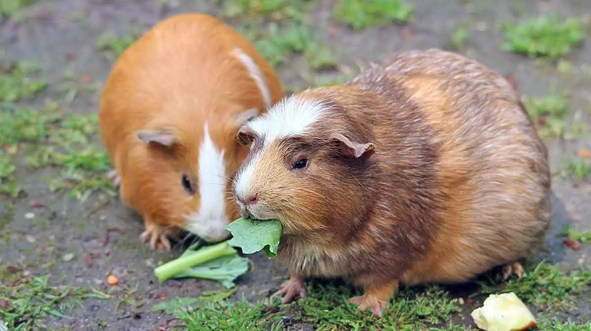 guinea pig eating leaf