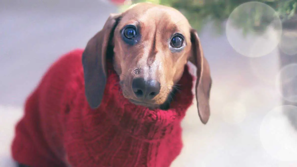 Dachshund Dog Wearing Red Sweater
