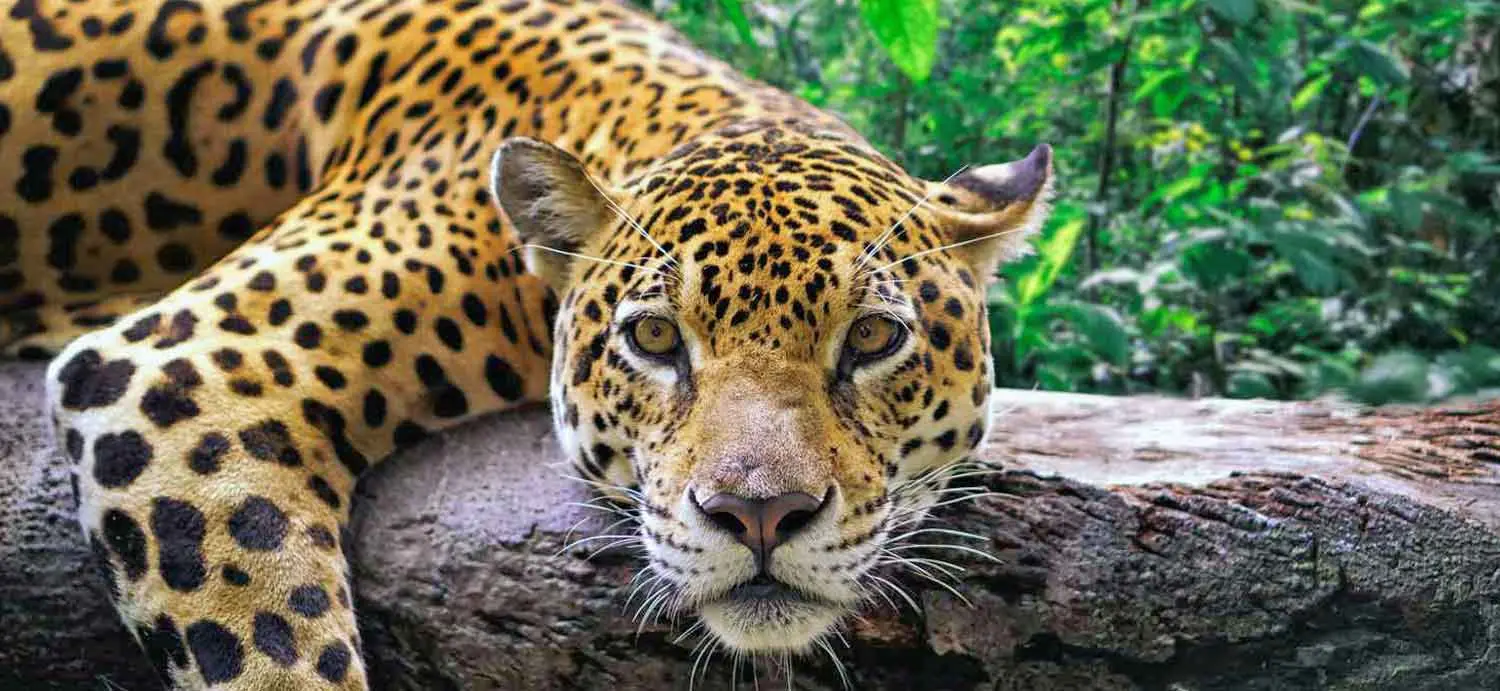 jaguar in tree treehugger.com