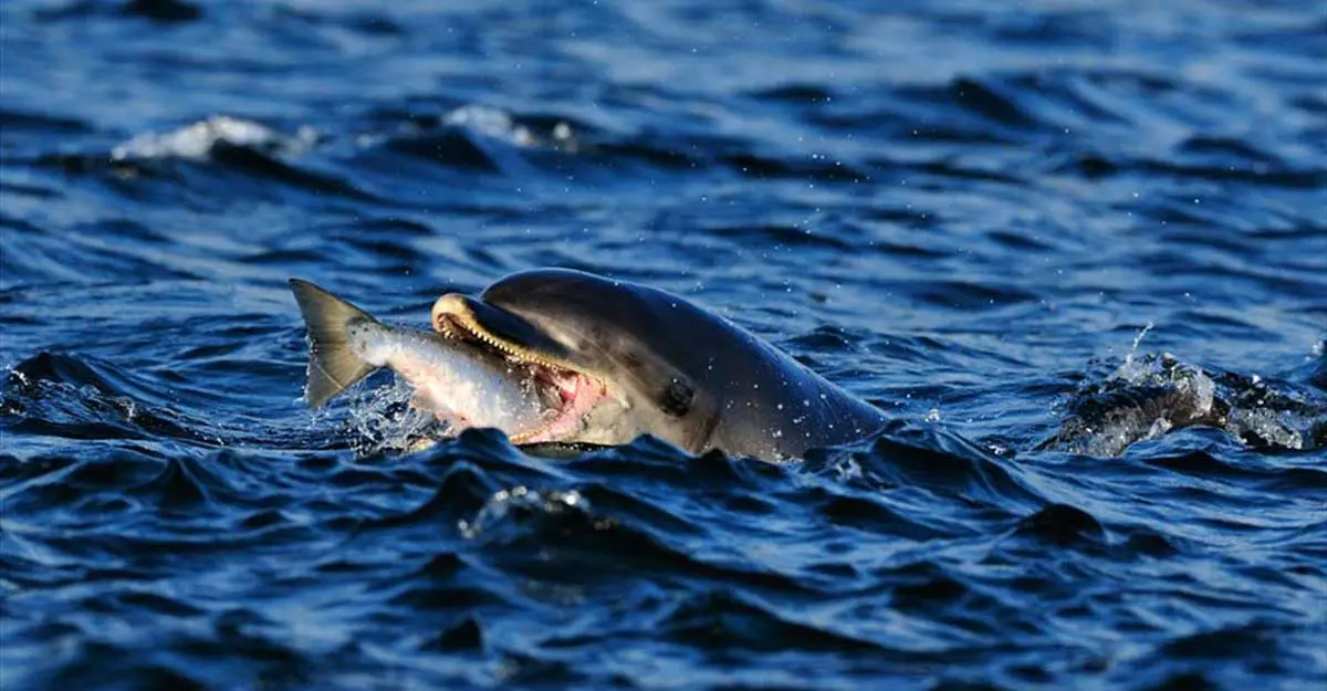dolphin eating a fish