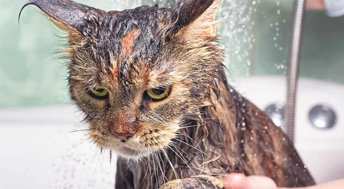 cat unhappy bath time