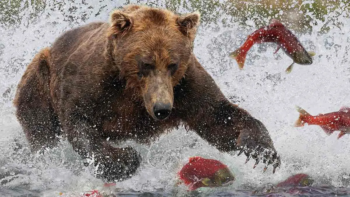 grizzly bear hunting fish salmon