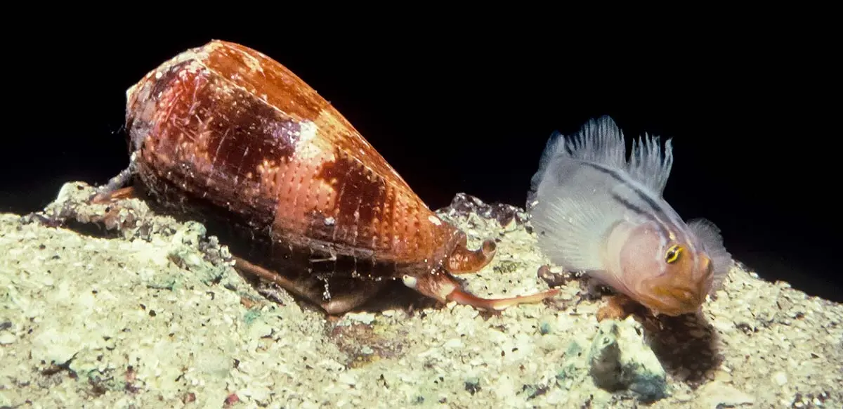 cone snail paralyzing prey