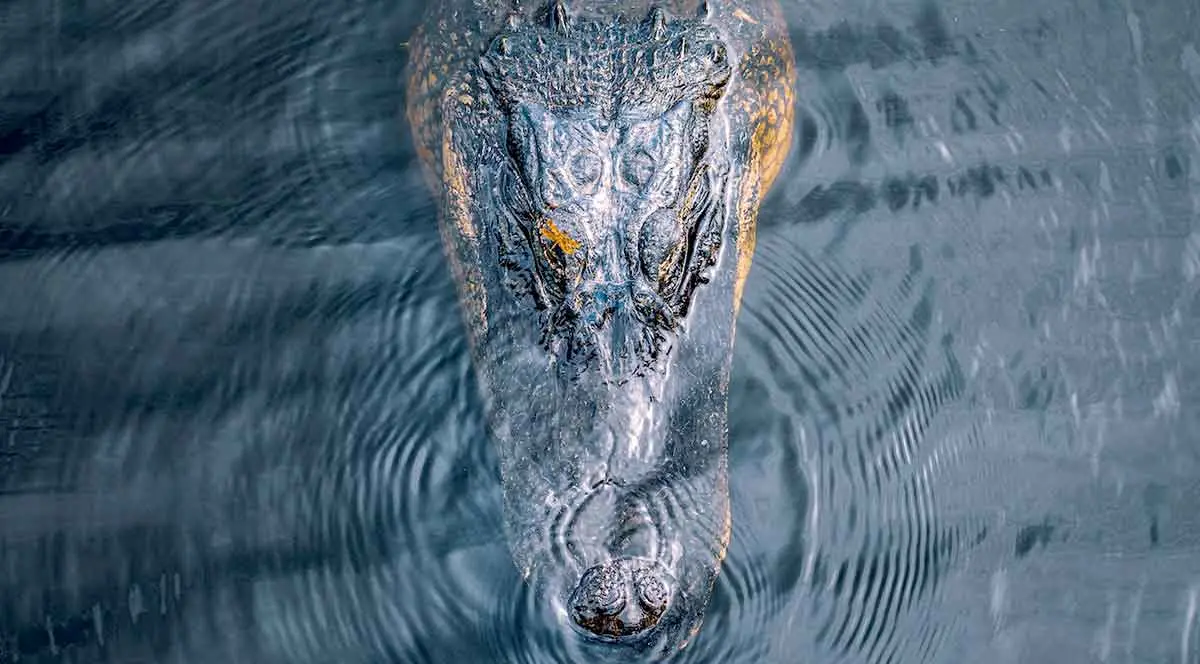 large crocodile head water close up