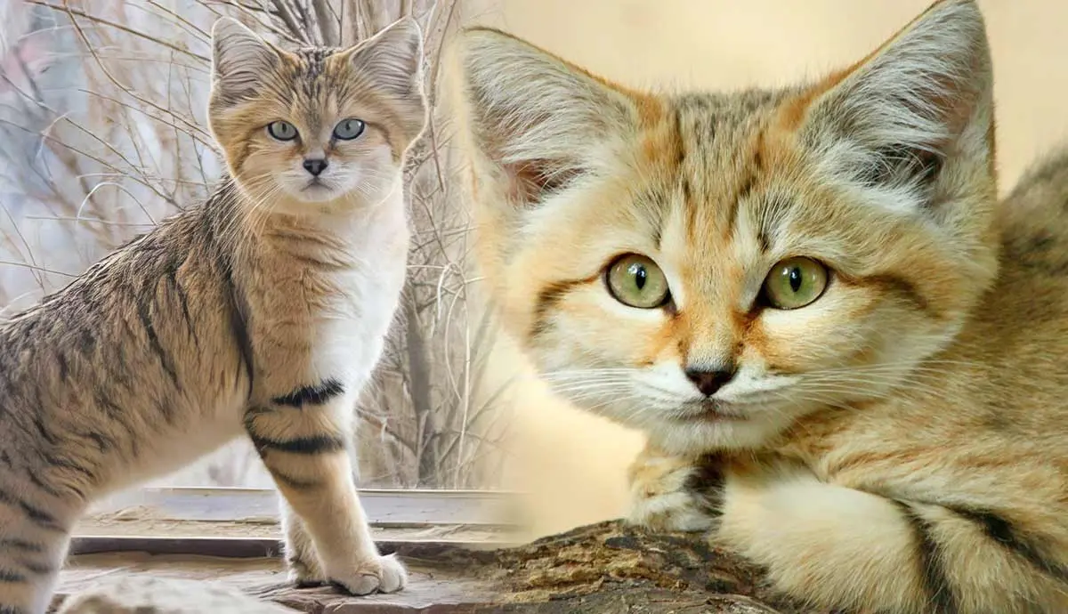 facts sand cat