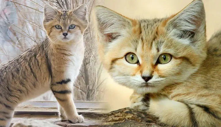 facts sand cat