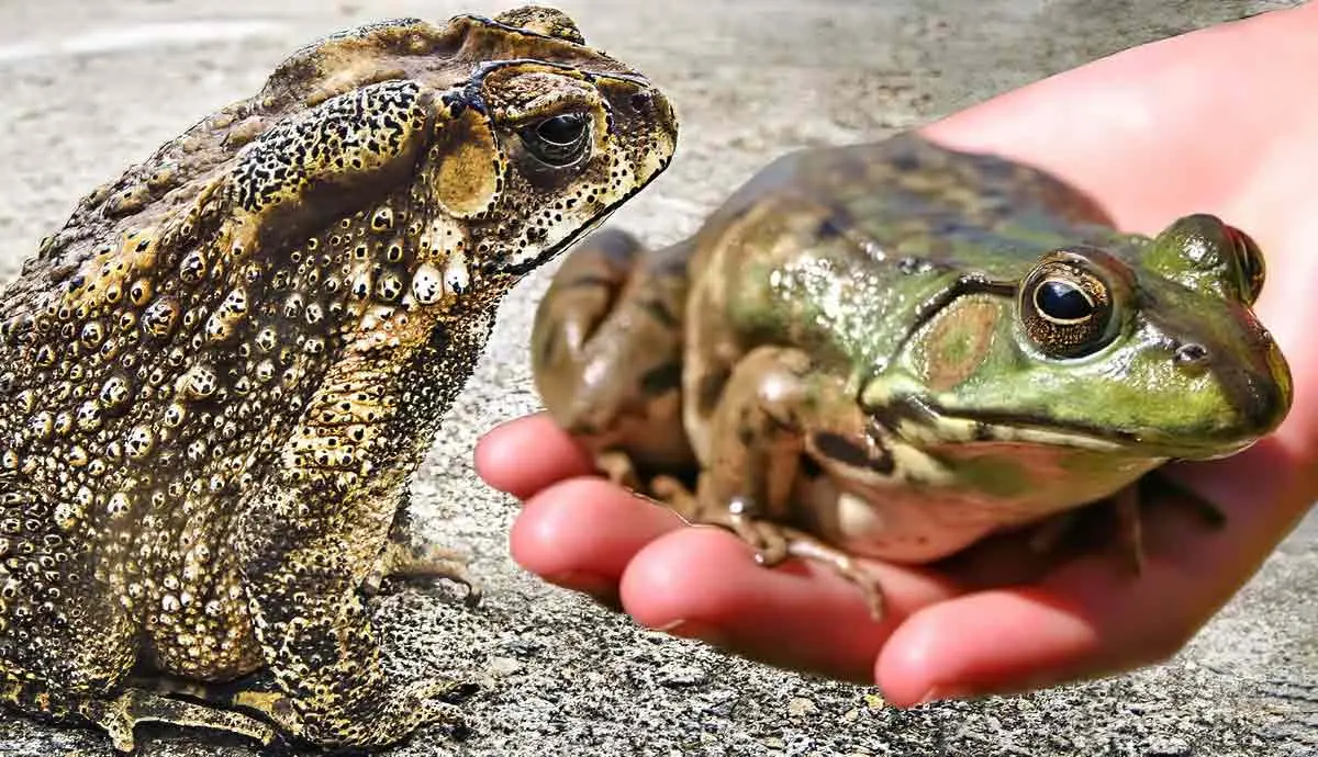 toad vs frog how can you tell the difference