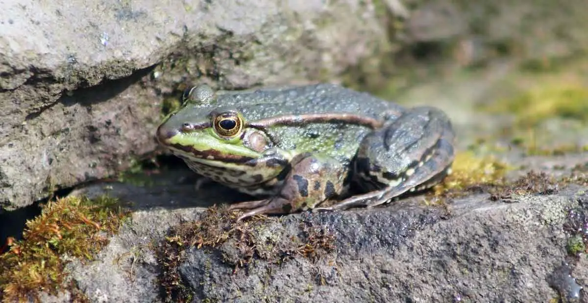 green and black adult frog sitting on rock