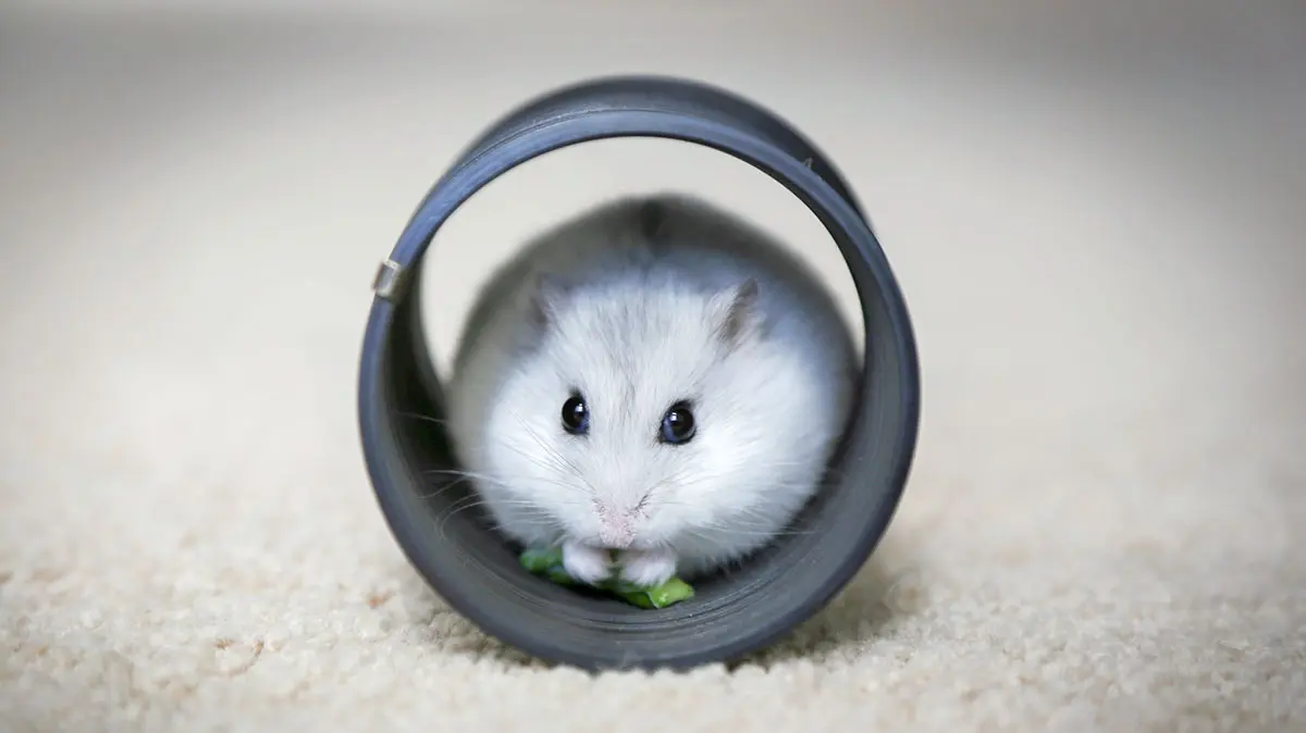 white hamster in tube
