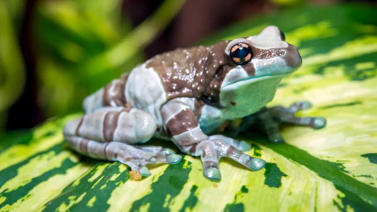 Amazon Milk Frog