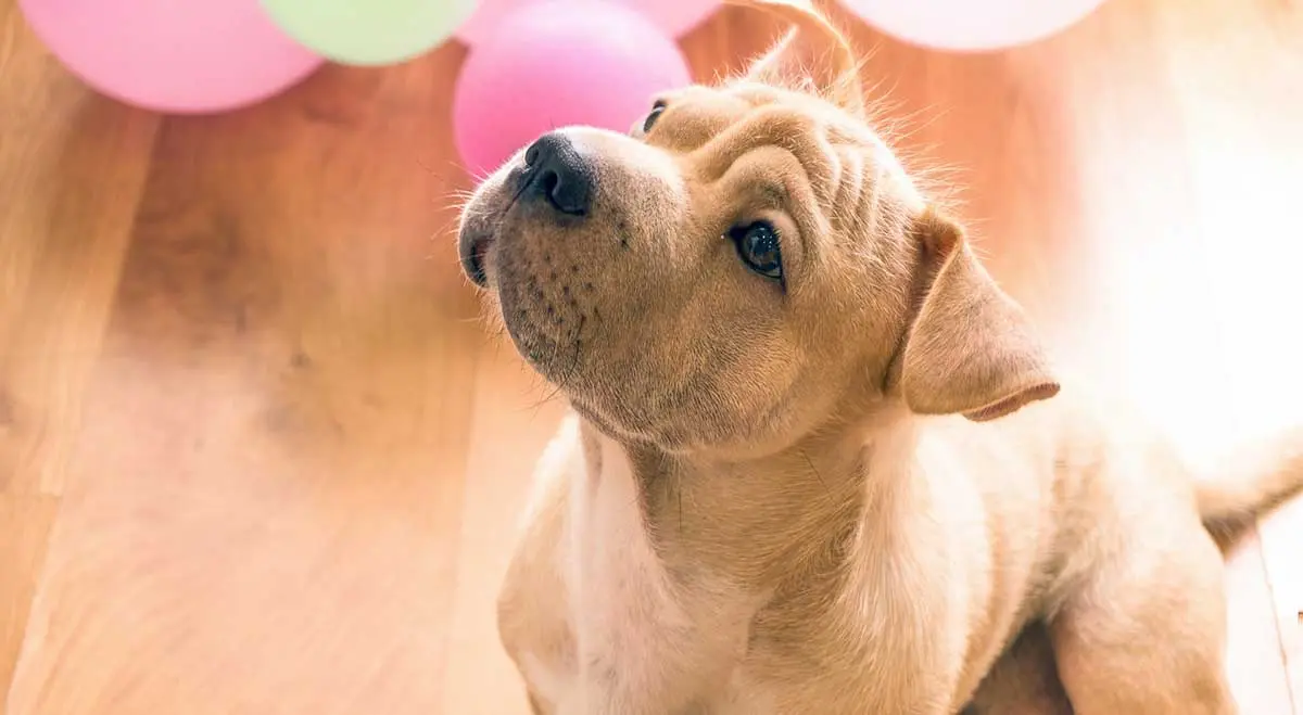 cream dog sitting on floor with balloons