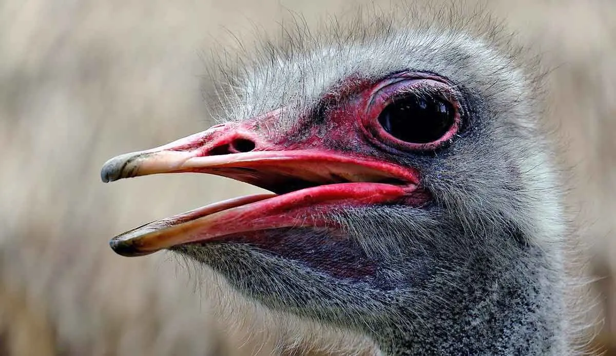 close up of an ostrich head