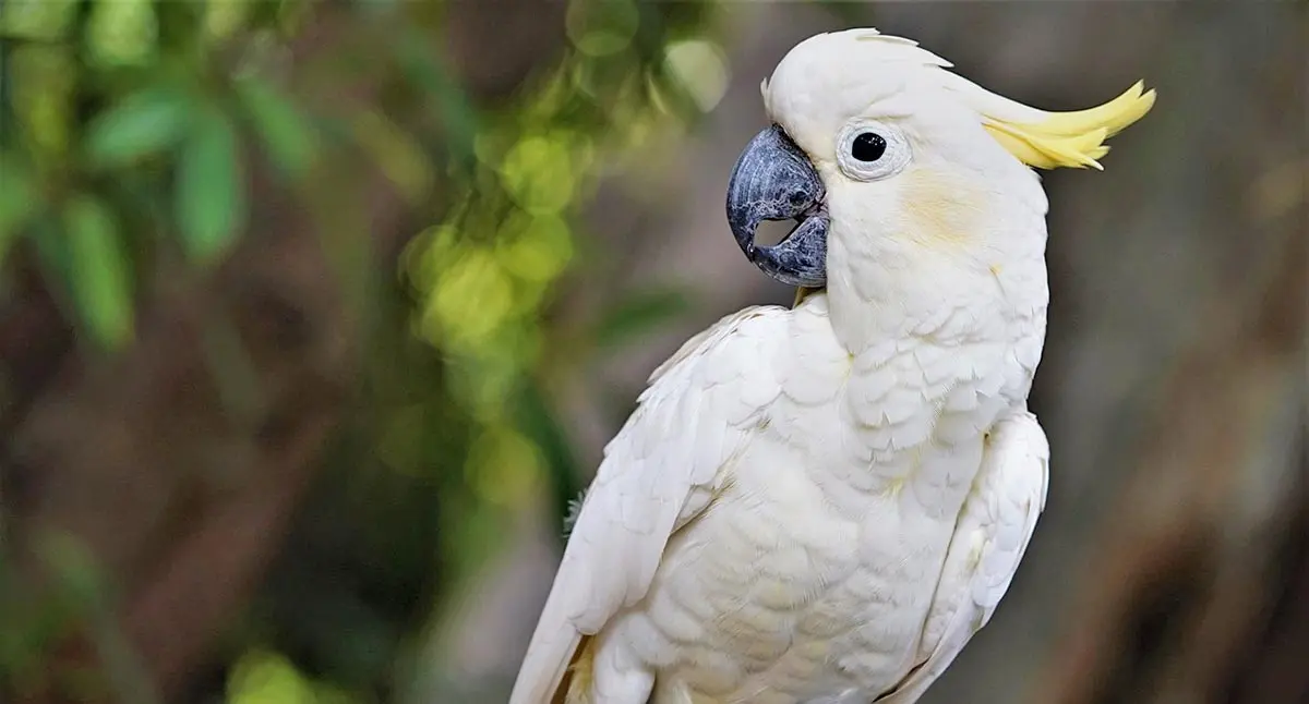 white cockatoo with yellow head feathers
