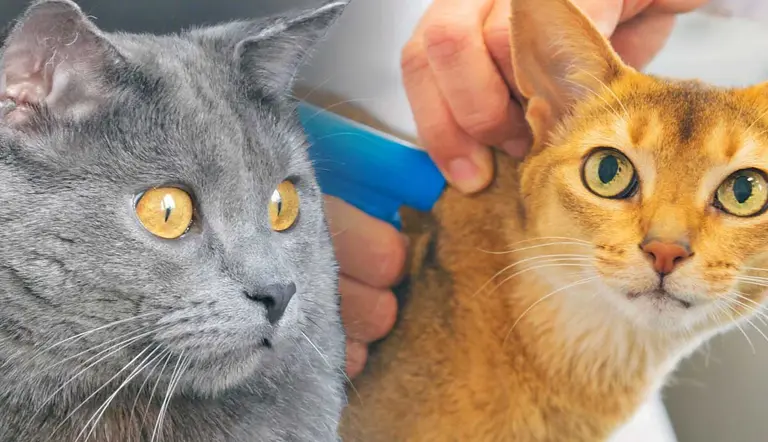 important reasons to microchip your cat