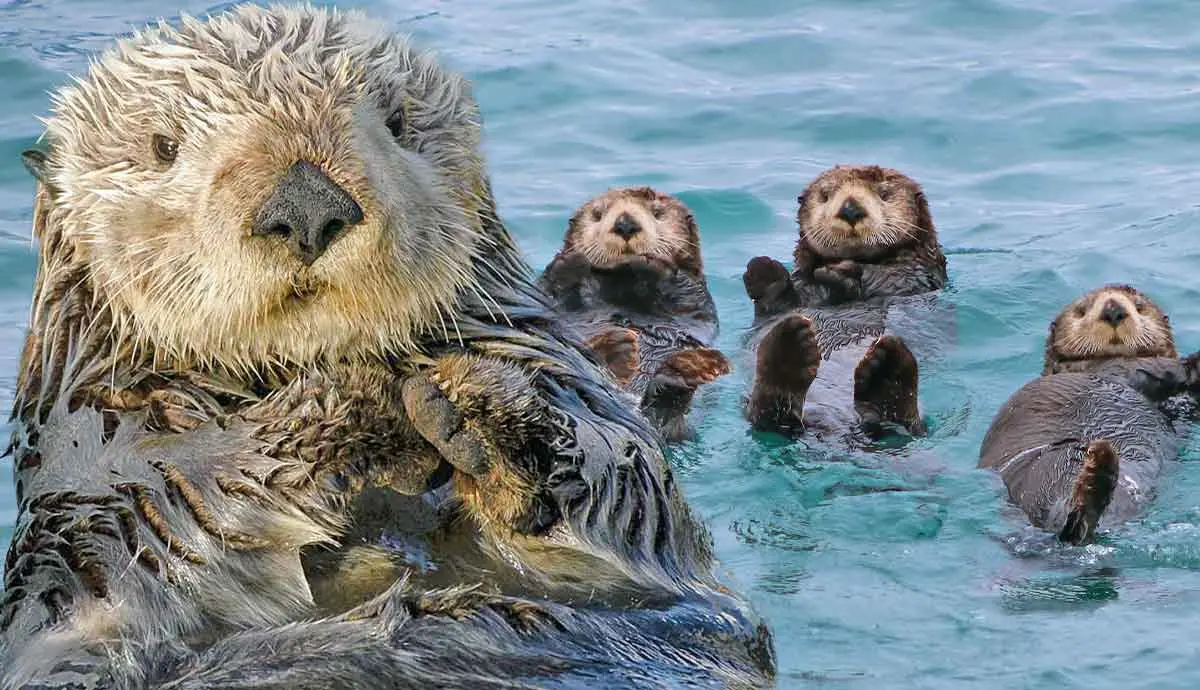 where do sea otters live
