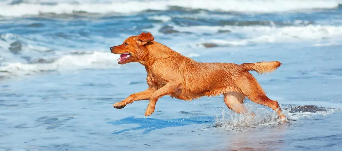 dog beach water waves