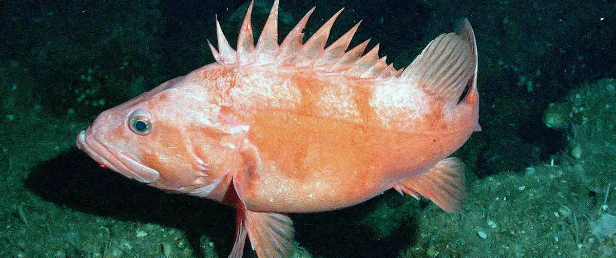 rockfish rougheye