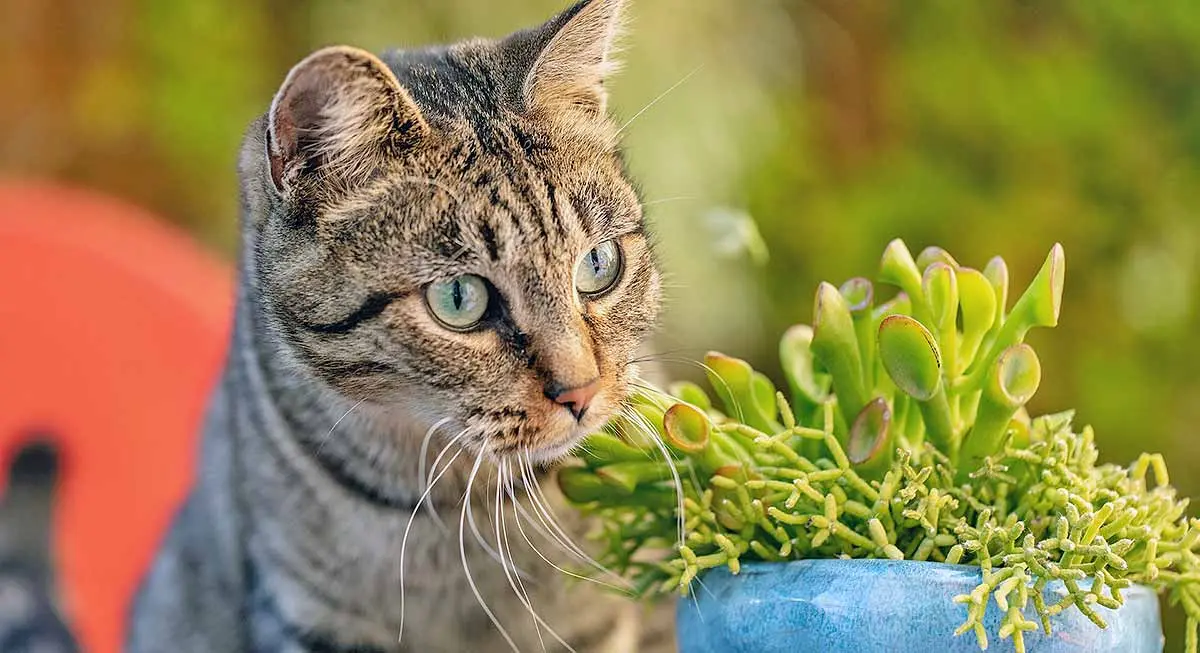 Cat Eating Plant