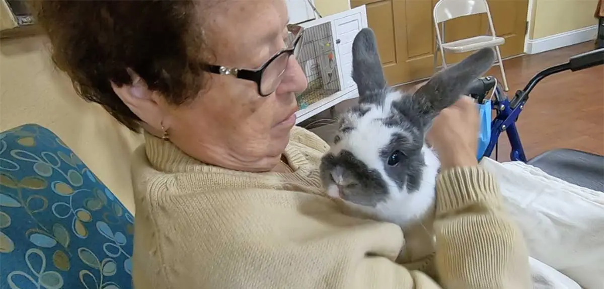 therapy rabbit in nursing home