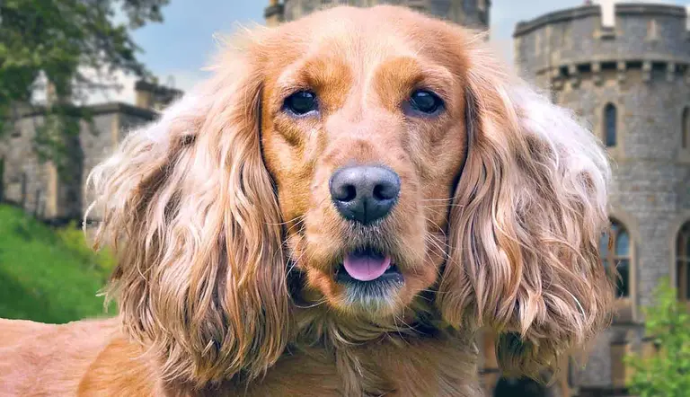 the cocker spaniel traits and features