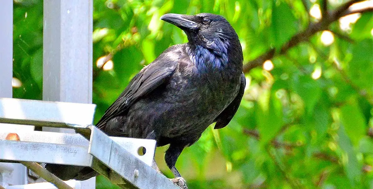 a closeup of a crow