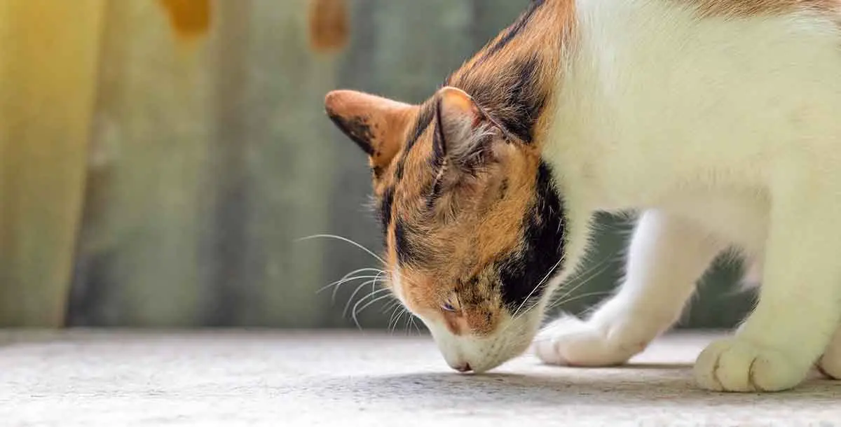 cat sniffing the concrete floor