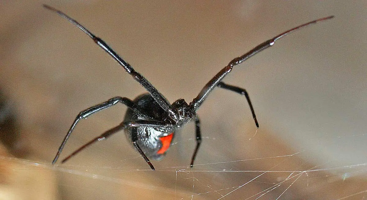 black widow spider bite