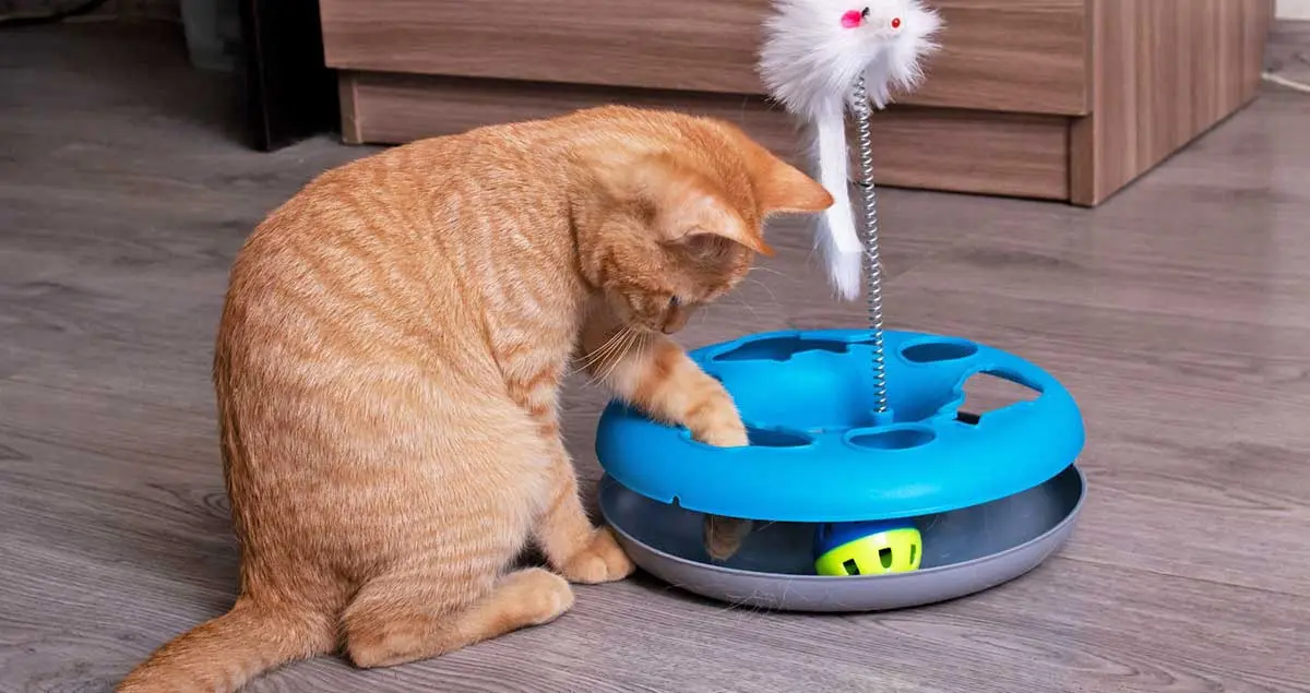 orange cat playing toy