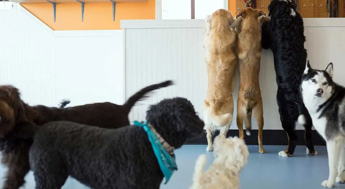 doggie daycare group play