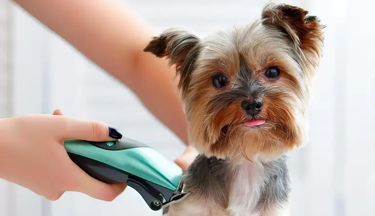 should you shave your dog