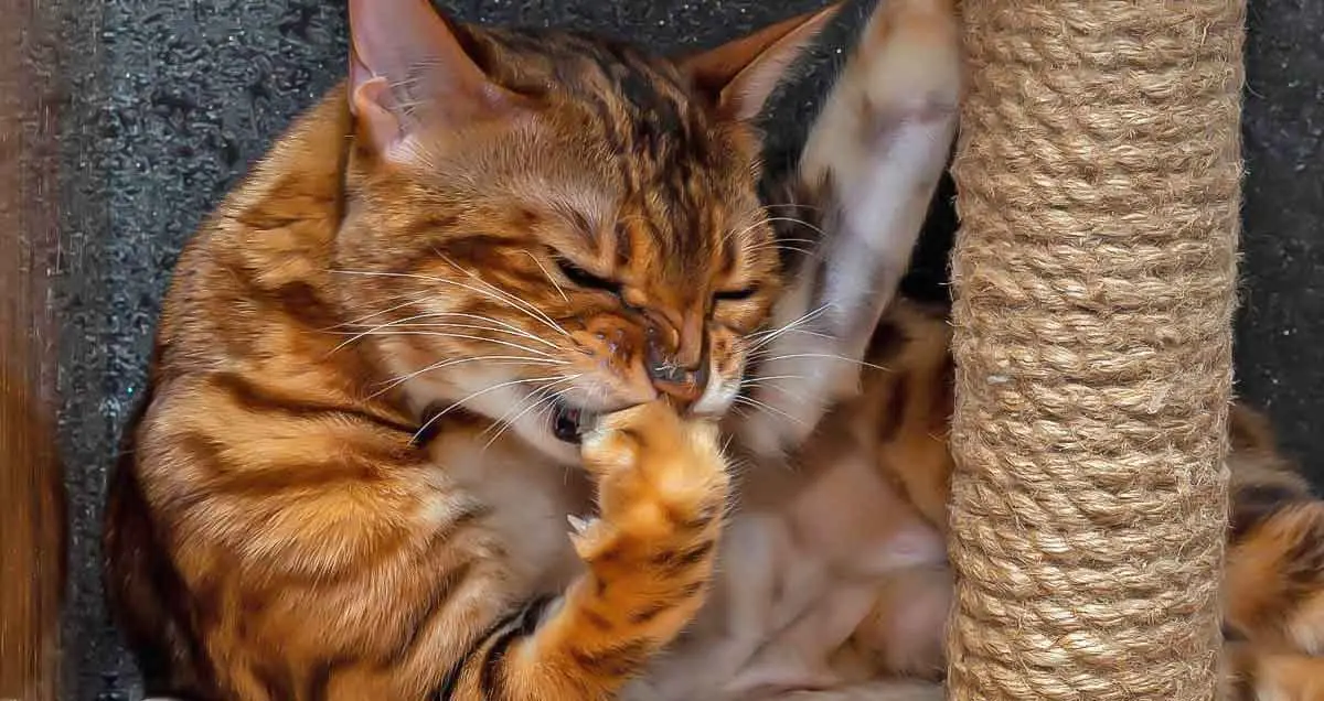 cat nail biting