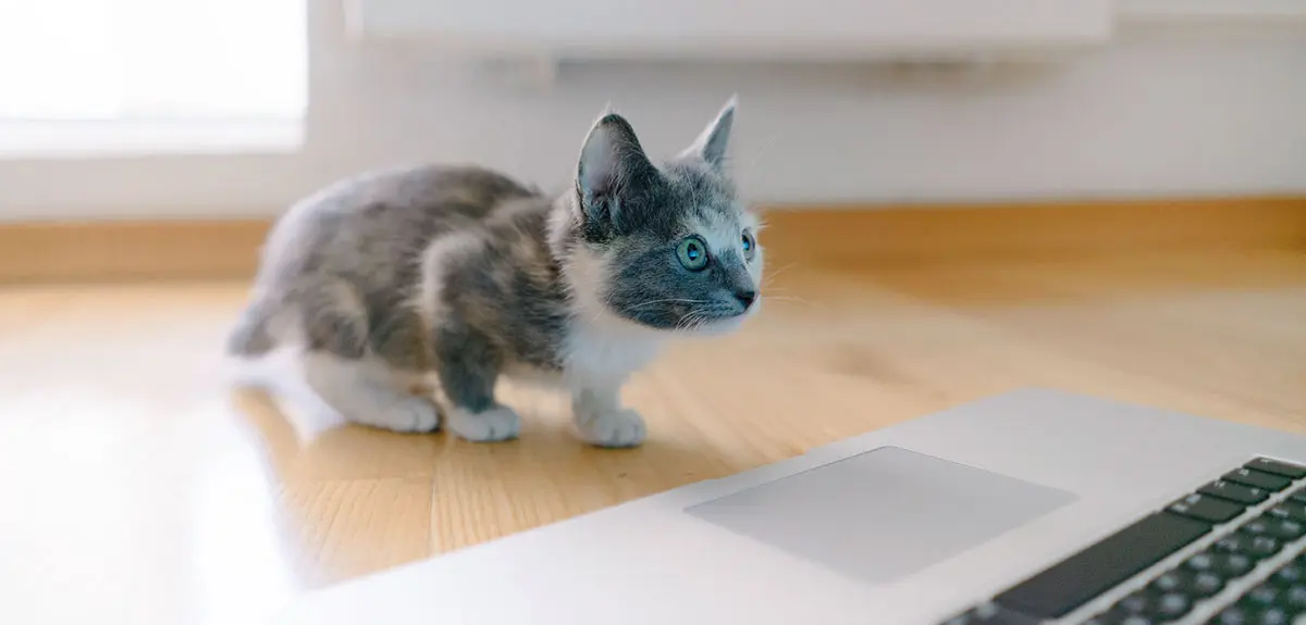 kitten looking at laptop
