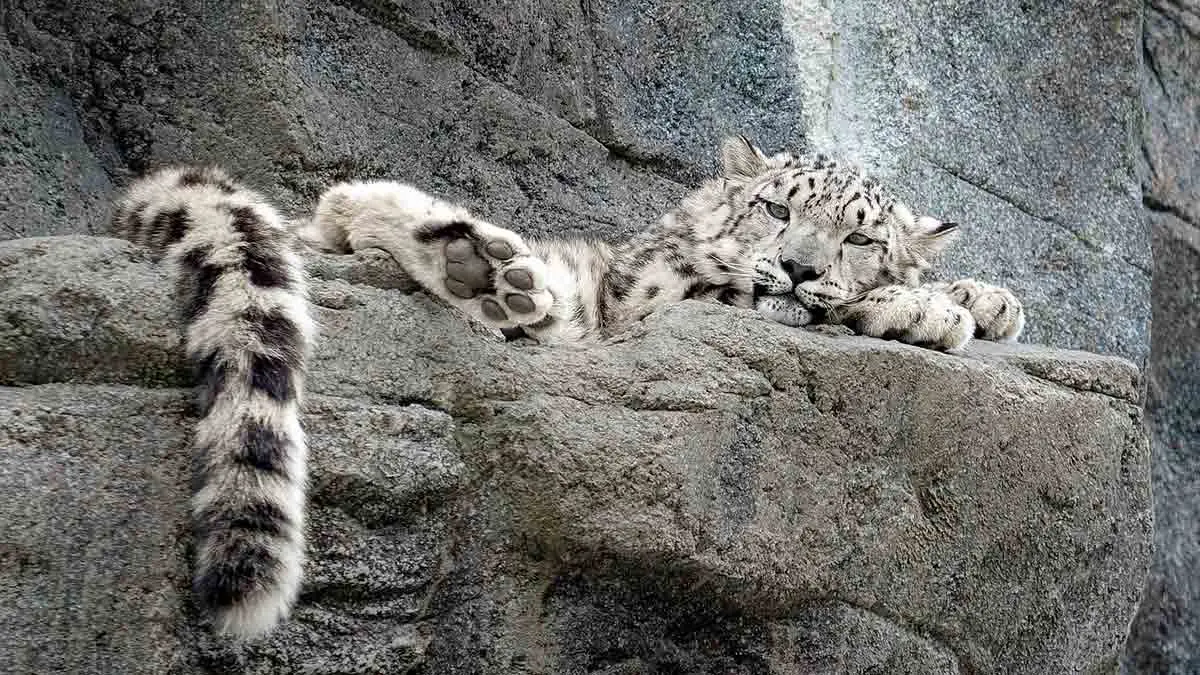snow leopard sitting on rocks