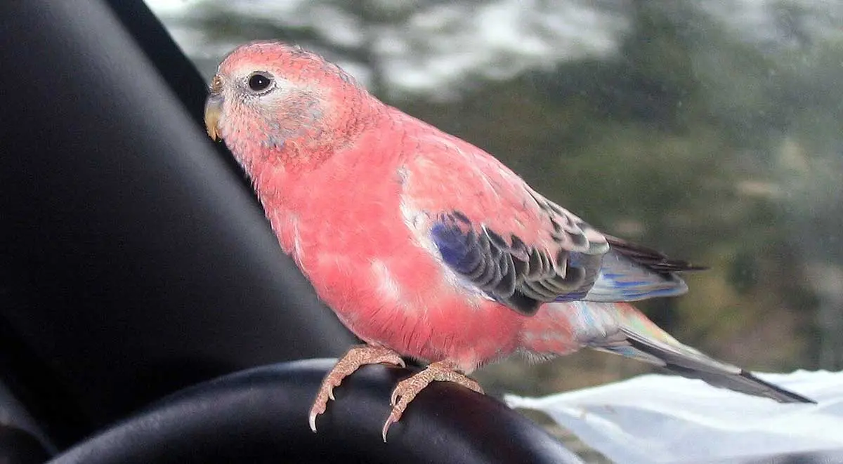parrot on steering wheel