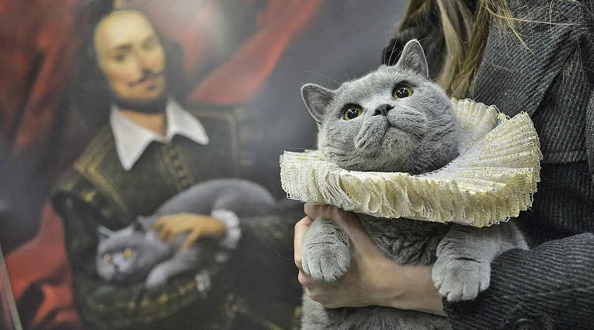 cats and shakespeare